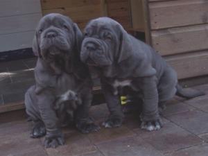 pups LUNA X VELENO 02 06 2007 028