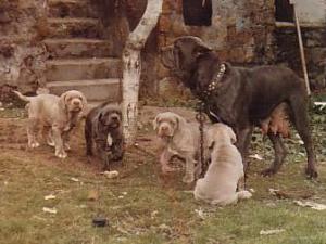 pups tawny color