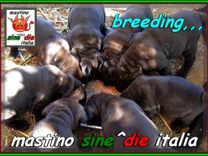20 september 2007  Althea by sine^die & pups of Siciliano,,, oxo