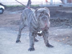 Dogs 18 01 2007 092
