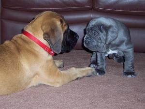 Rayvonley Tonino (4 weeks 4 days with my sisters 11 week old mastiff.1jpg