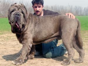 achille2