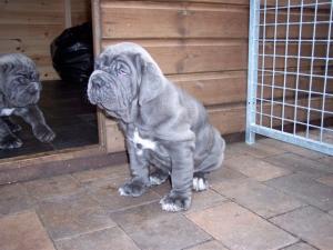 pups 01 06 2007 019