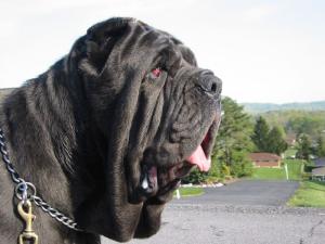 chimeradelcastellaccio_head