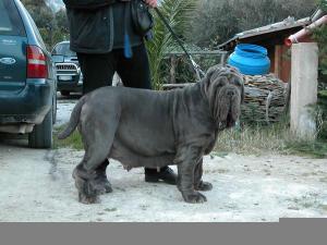 normal_perla dello stradone3