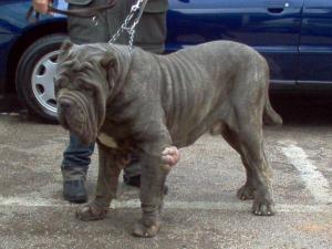 ettore_4