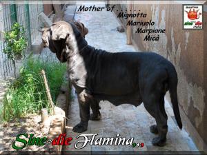 Sine^die Flaminia