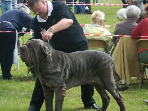 National Working Breeds Ch Sh 14 07 2007 Rayvonley Lion Best of Breed.