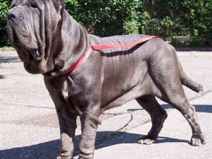 dogs 02 07 2006.a 029