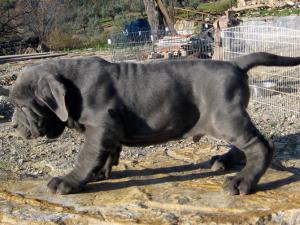 toscano1