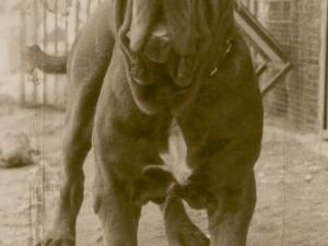 Oreste21