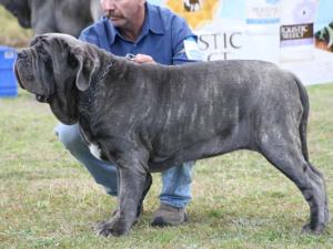 1stVGpuppyFemaleIMG_2946