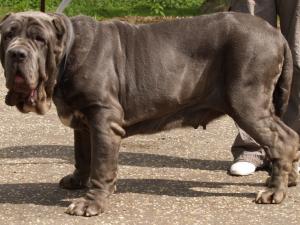 dogs 20 5 2007 133