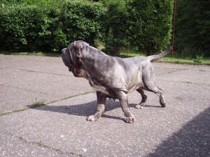 04062006.dogs 003