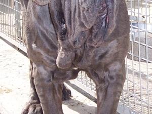 04062006.dogs 111