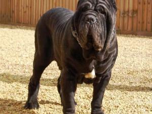 30 03 2008.dogs (164)
