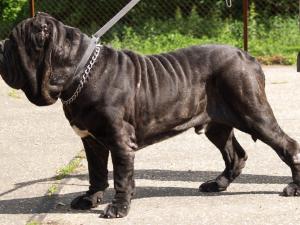 dogs 20 5 2007 076