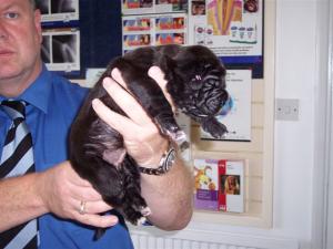 pups Allegra 01 06 2007 008