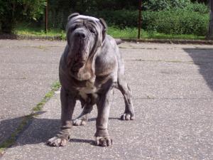 04062006.dogs 002