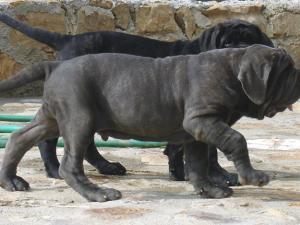 puppies2