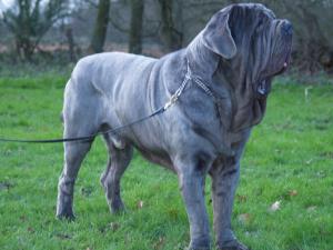dogs 28 01 2007 036