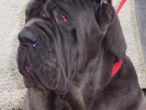 Luna, Nina, Bella, Veleno, Carina, Julis 051