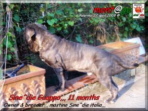 Sine^die Guappo 11 months,,, son of Tzunami by Patrizio Italia,,,