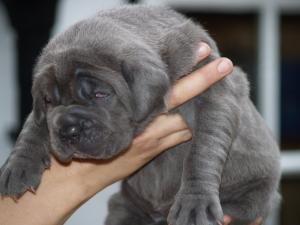 Luna and Veleno pups 13 5 2007 034