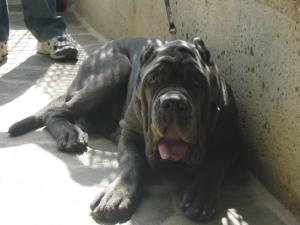Argo