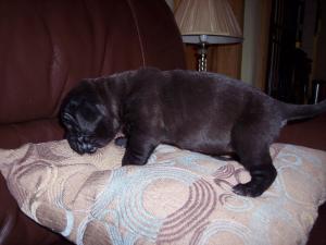 Hartu and Circe pups 02 07 2008 023