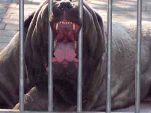dogs 04 07 2006.a 019