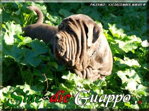 Sine^die Guappo,,, 21 Dicembre 2008,,,,,,,