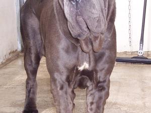 28 05 2006, Dona Chi quarantine 005