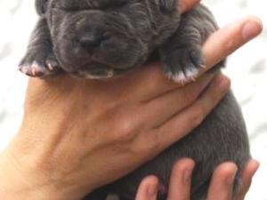 Lunas pups  27 04 2007 018