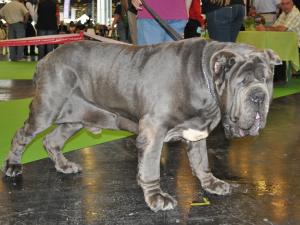 world dog show 2011 036