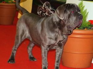 09 05 2008 dog show 025