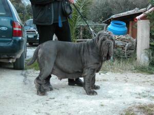perla dello stradone3