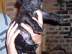 Rayvonley Rocco Black male from Hartu and Circe