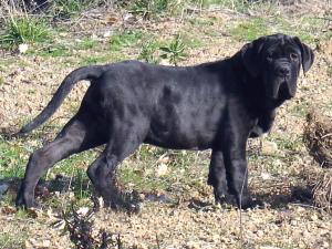 zaccaria2