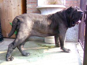 pacchiana