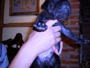 Rayvonley Figaro Black male from Hartu and Circe pups 02 07 2008 069