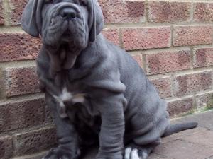 pups LUNA X VELENO 06 06 2007 011