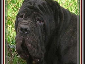 Siciliano son of sine^die Sicano 10 months testa