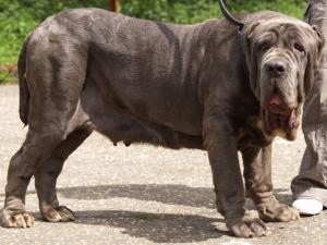 dogs 20 5 2007 149