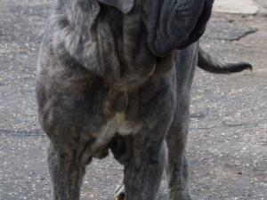 dogs 20 5 2007 049