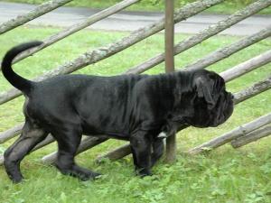 tyson