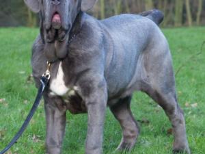dogs 28 01 2007 016
