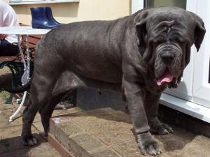 04062006.dogs 080