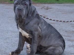 dogs 28 01 2007 088