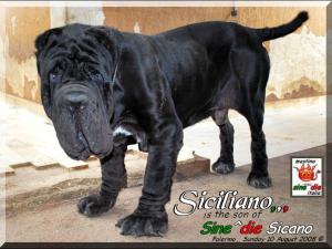 Siciliano by Sine^die 10 August 2008
